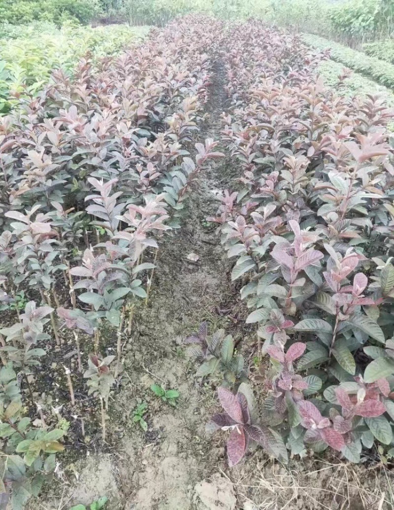 紫乐吧番石榴苗正品嫁接苗，欢迎大家来咨询