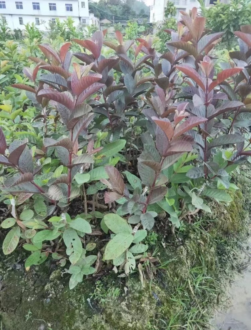 紫乐吧番石榴苗正品嫁接苗，欢迎大家来咨询