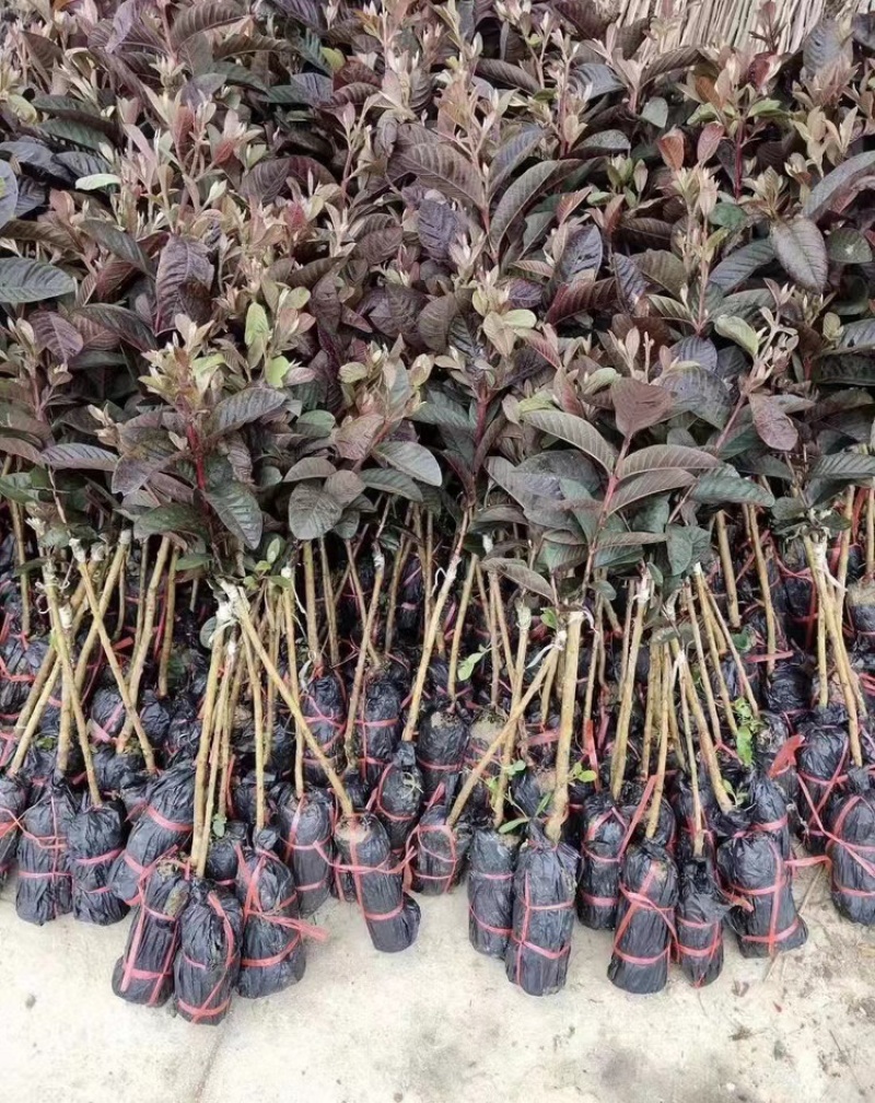 紫乐吧番石榴苗正品嫁接苗，欢迎大家来咨询