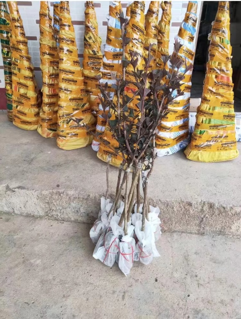 紫乐吧番石榴苗正品嫁接苗，欢迎大家来咨询