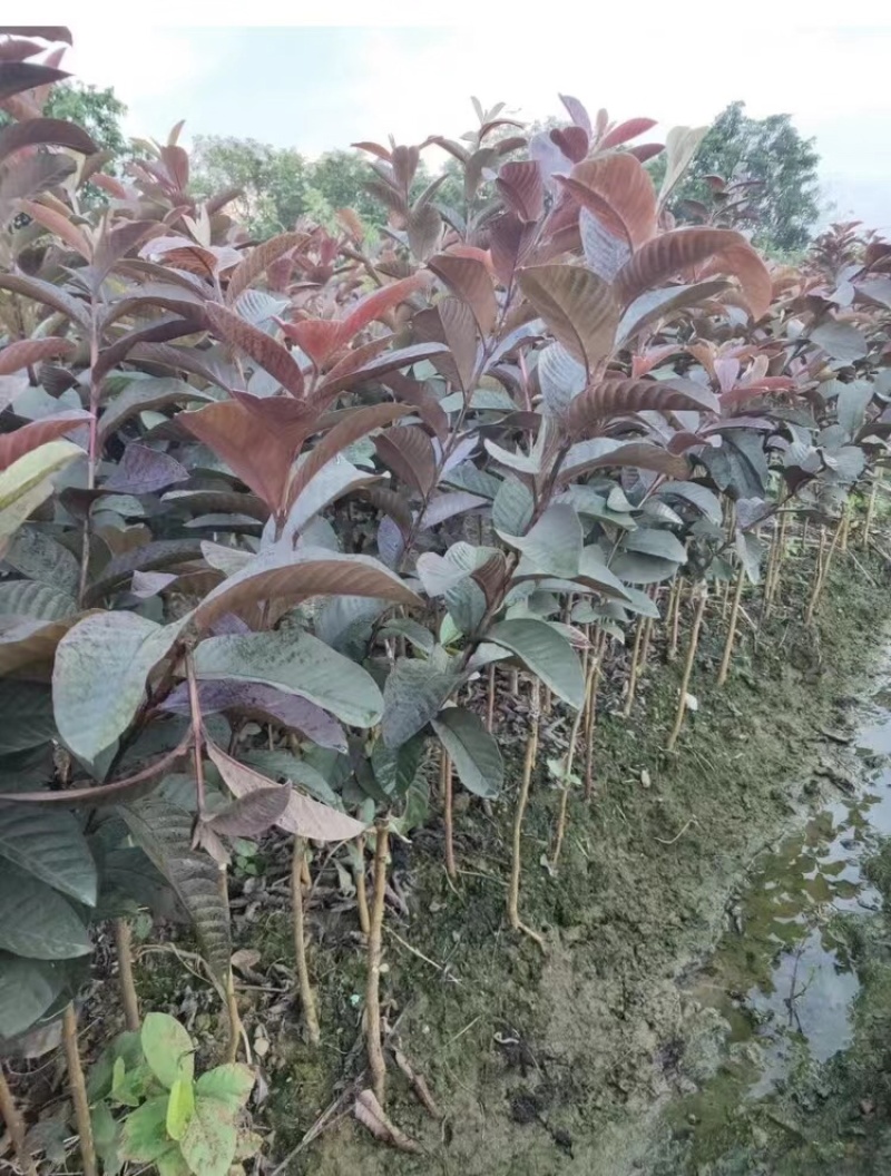 紫乐吧番石榴苗正品嫁接苗，欢迎大家来咨询