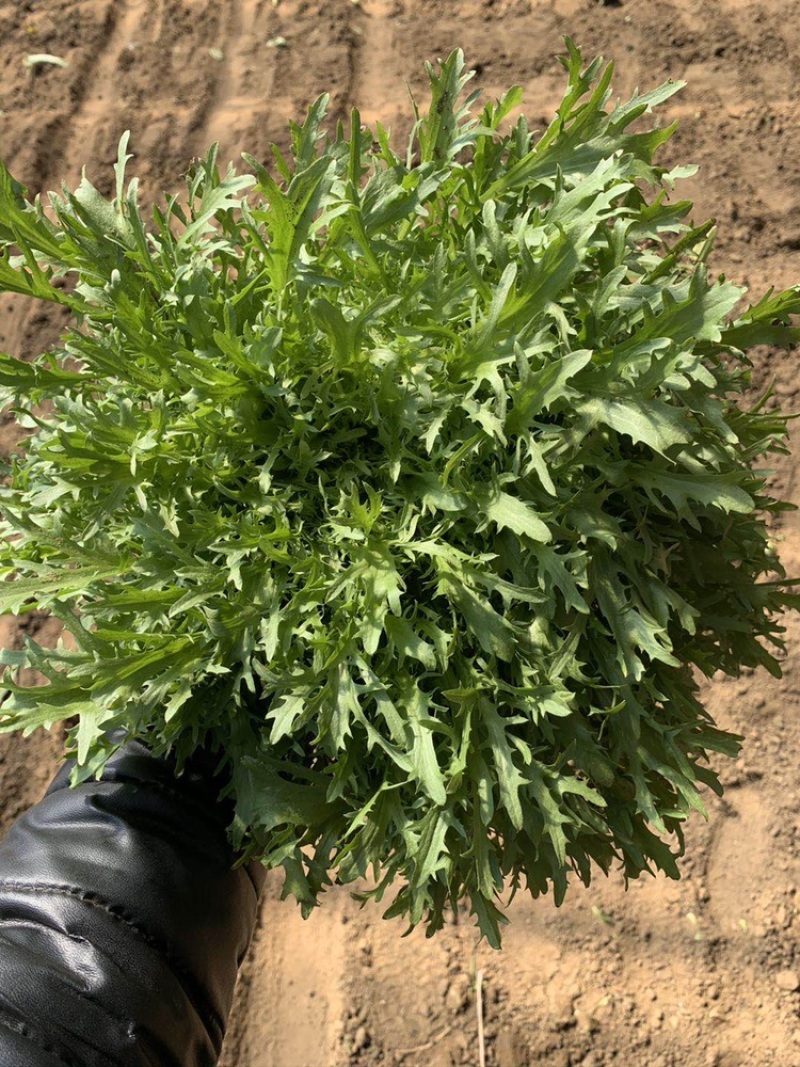 精品苦菊。自家大棚种植基地长年直供！当天采摘保证新鲜