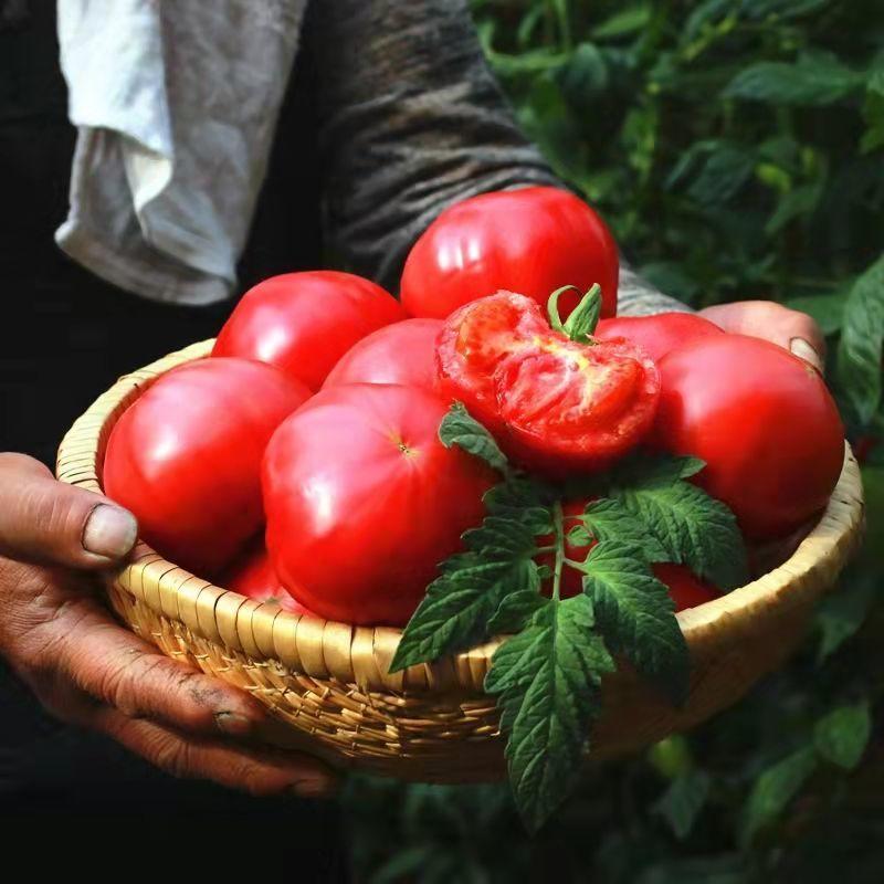 云南红河大红西红柿番茄大量上市中需要的老板请联系我