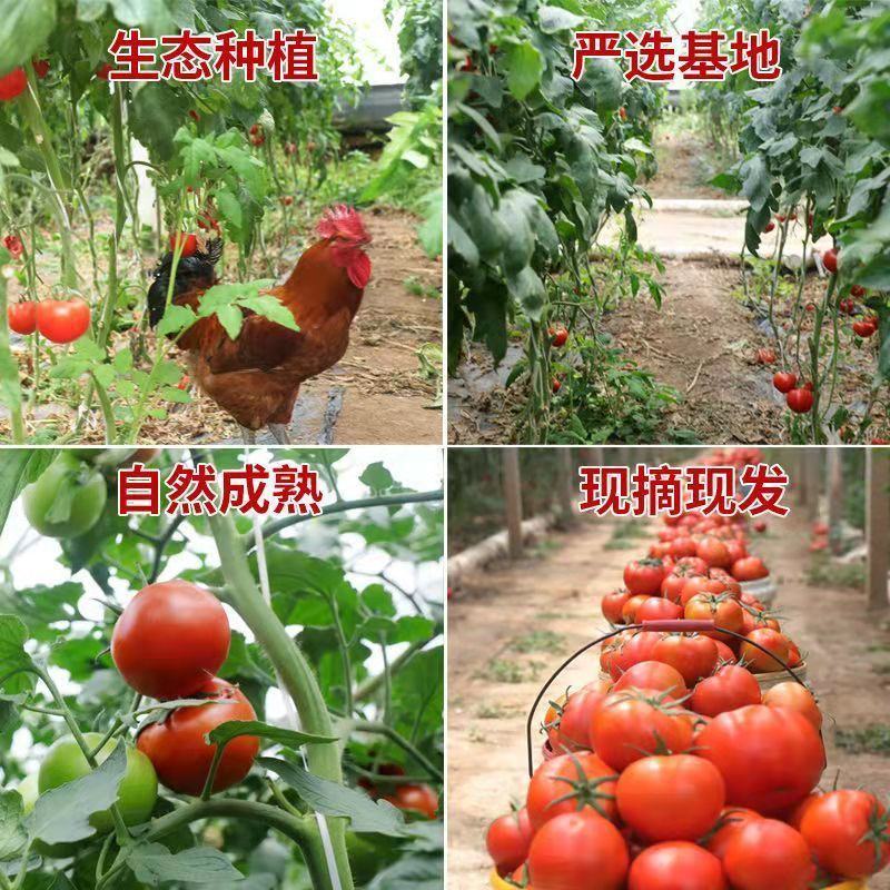 云南红河大红西红柿番茄大量上市中需要的老板请联系我