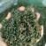 恩施富硒绿茶2022清明茶炒青本地品种芭蕉茶叶香浓耐