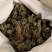 卷柏九死还魂草冷背货齐全质量保证产地直销