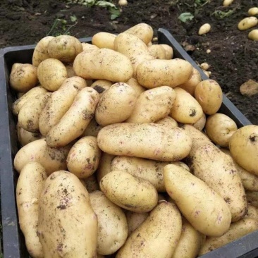 黄心土豆土豆，基地直供货源充足个头饱满全国发货