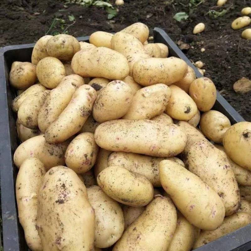 黄心土豆土豆，基地直供货源充足个头饱满全国发货
