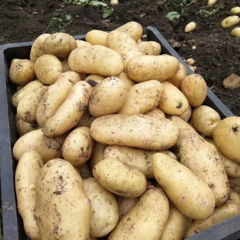 黄心土豆土豆，基地直供货源充足个头饱满全国发货