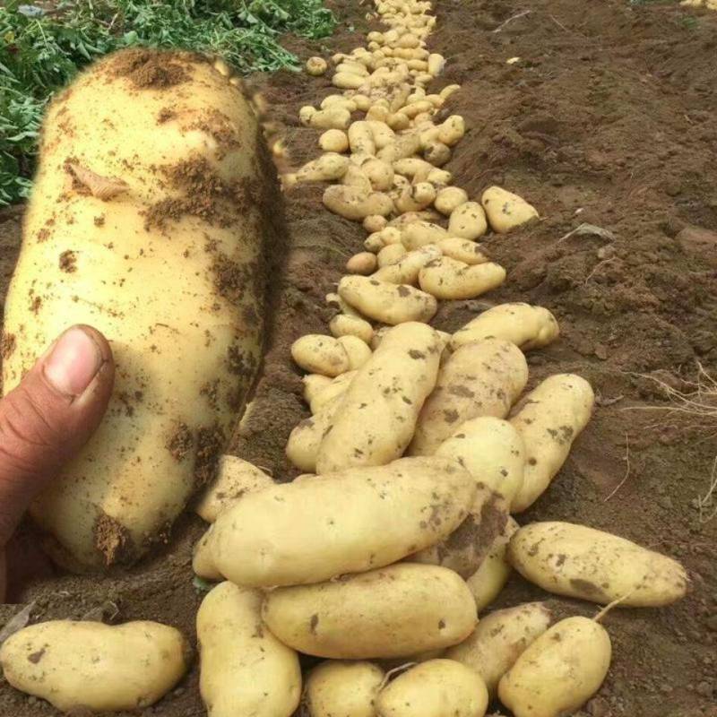 黄心土豆土豆，基地直供货源充足个头饱满全国发货