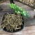 垂盆草一手货源干货质量保证正品中药材