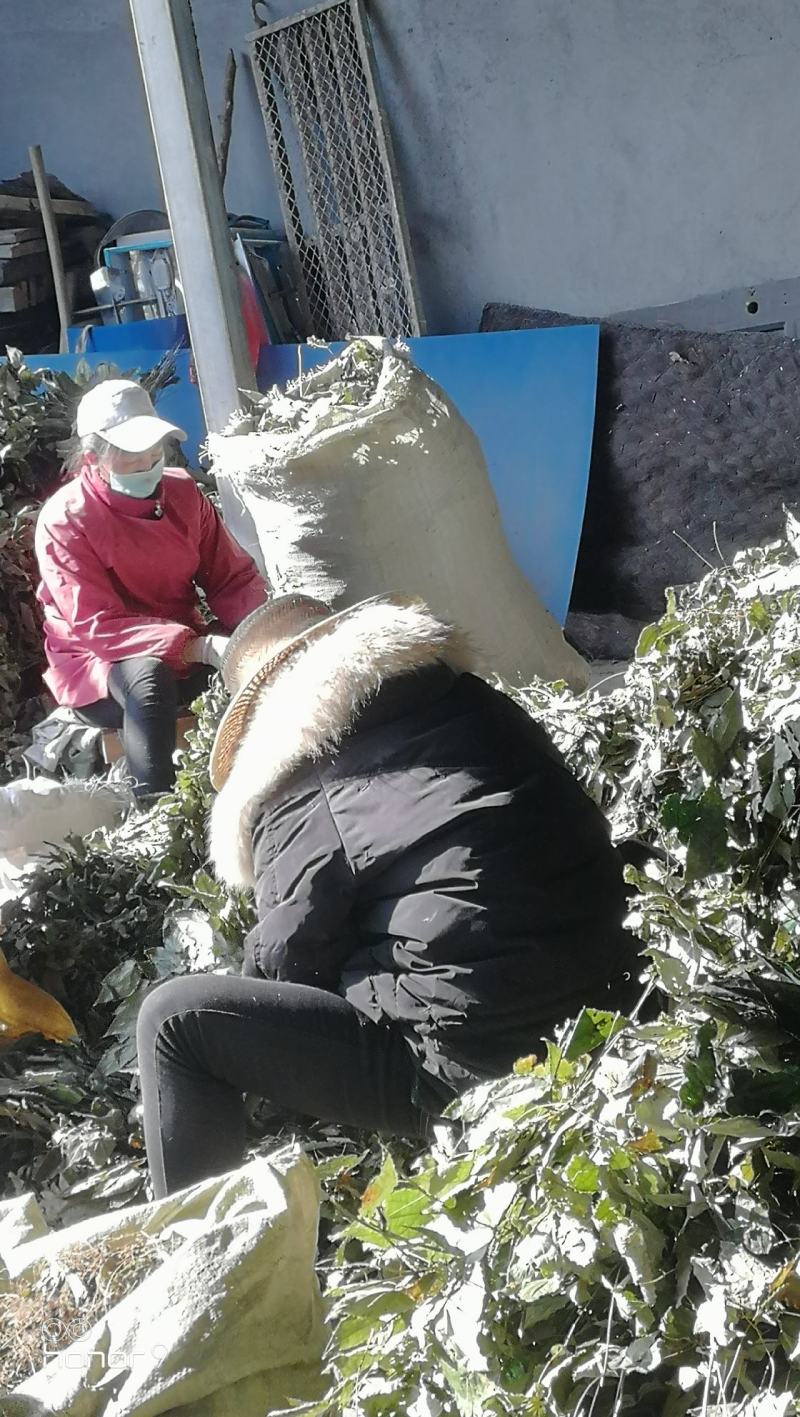 巫山淫羊藿