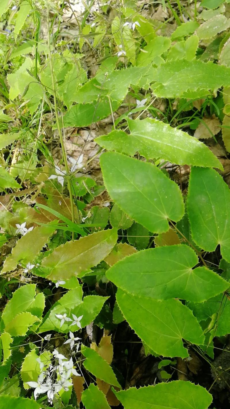 巫山淫羊藿