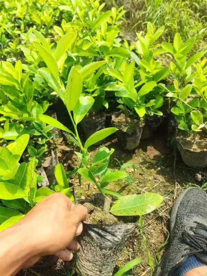 广东香水柠檬苗，广东第一代香水柠檬高压苗，插枝苗，枝条