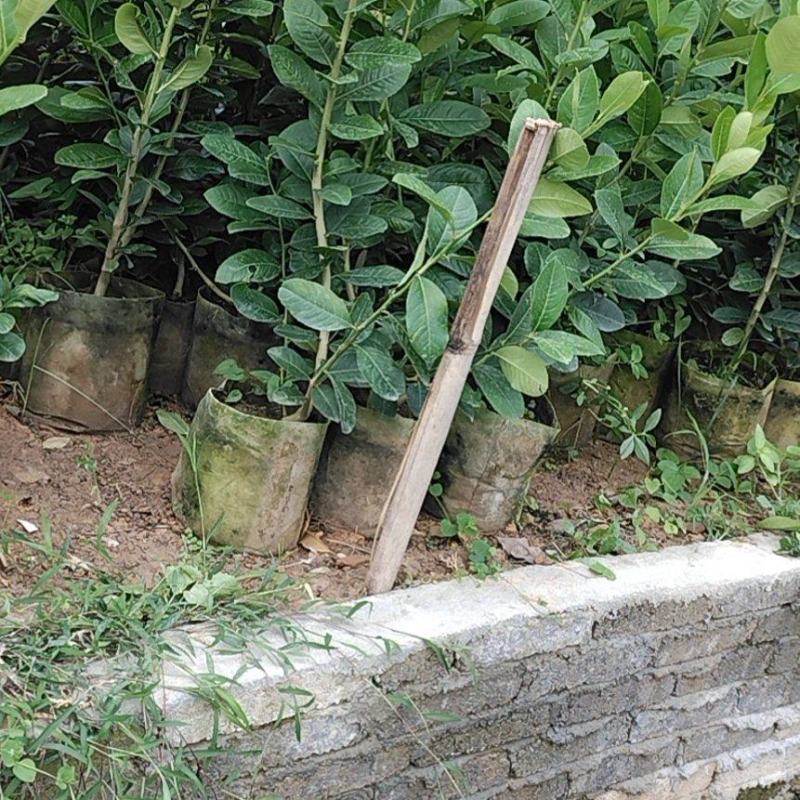 广东香水柠檬苗，广东第一代香水柠檬高压苗，插枝苗，枝条