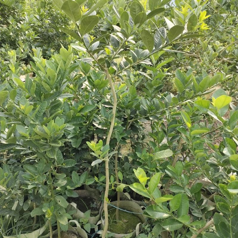 广东香水柠檬苗，广东第一代香水柠檬高压苗，插枝苗，枝条