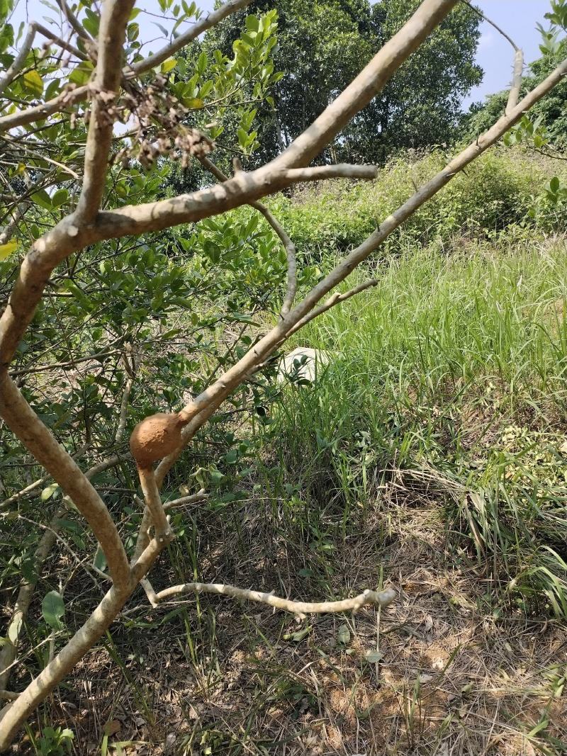 广东香水柠檬苗，广东第一代香水柠檬高压苗，插枝苗，枝条