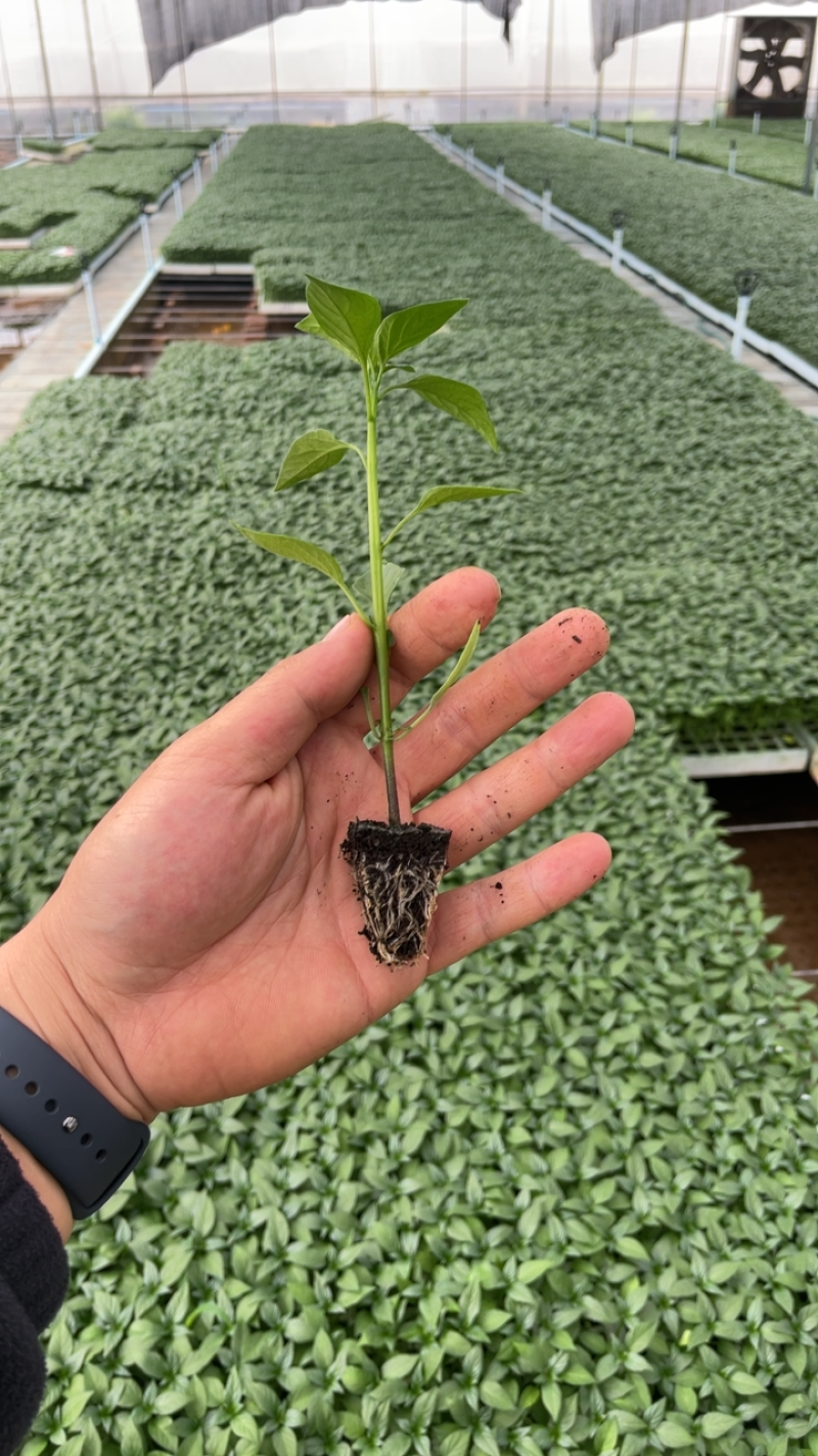 【推荐】美人椒辣椒苗基地直供，产量高抗病好欢迎来电订购