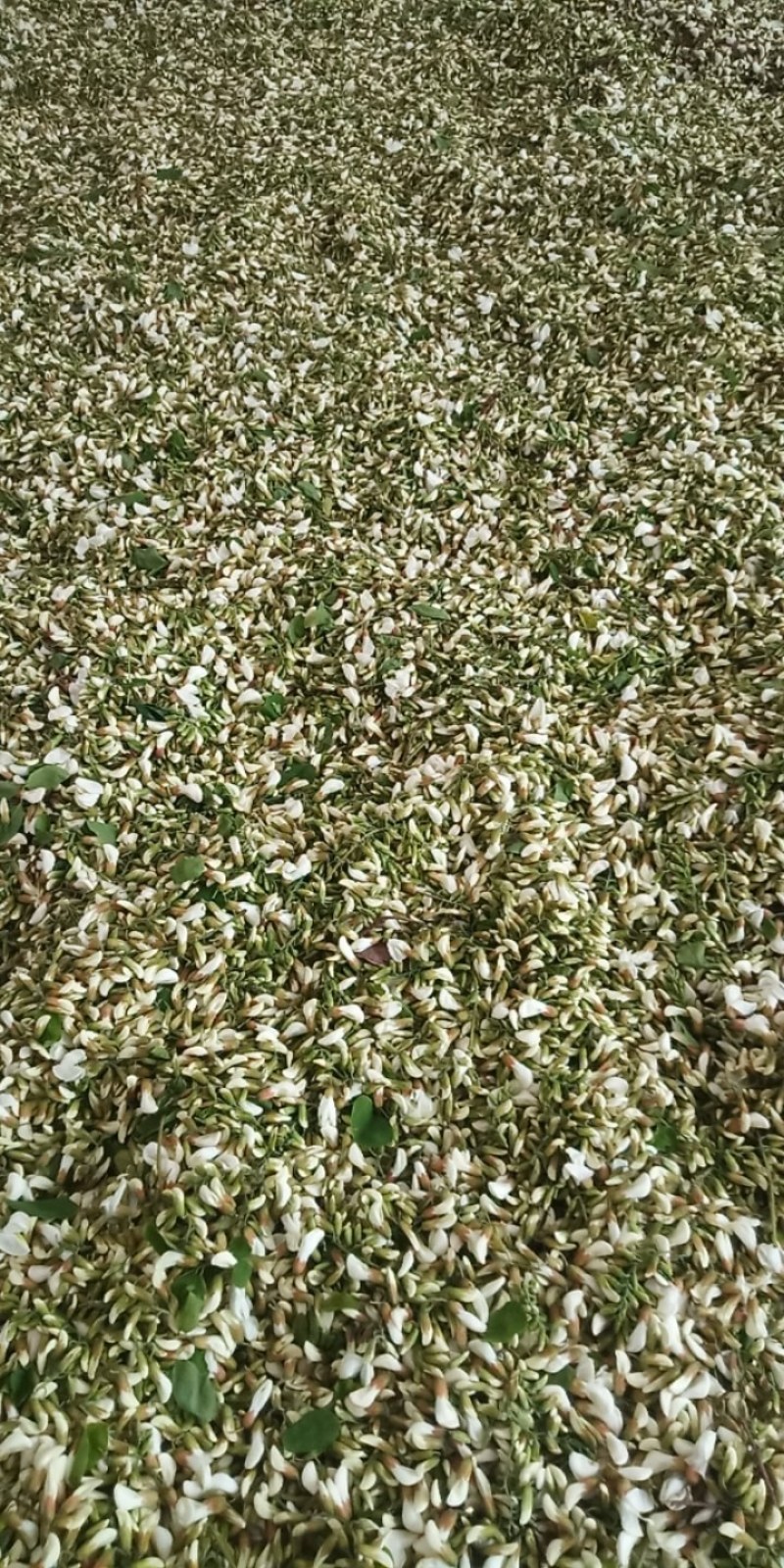 洋槐花。大山深处现摘槐花骨朵