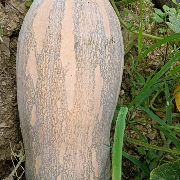 密本南瓜大量上市需要的可以来谈合作了大瓜小瓜都有