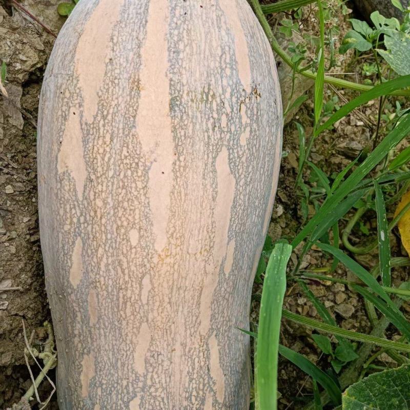 密本南瓜大量上市需要的可以来谈合作了大瓜小瓜都有