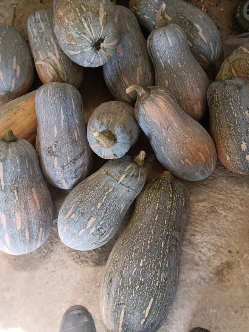 密本南瓜大量上市需要的可以来谈合作了大瓜小瓜都有