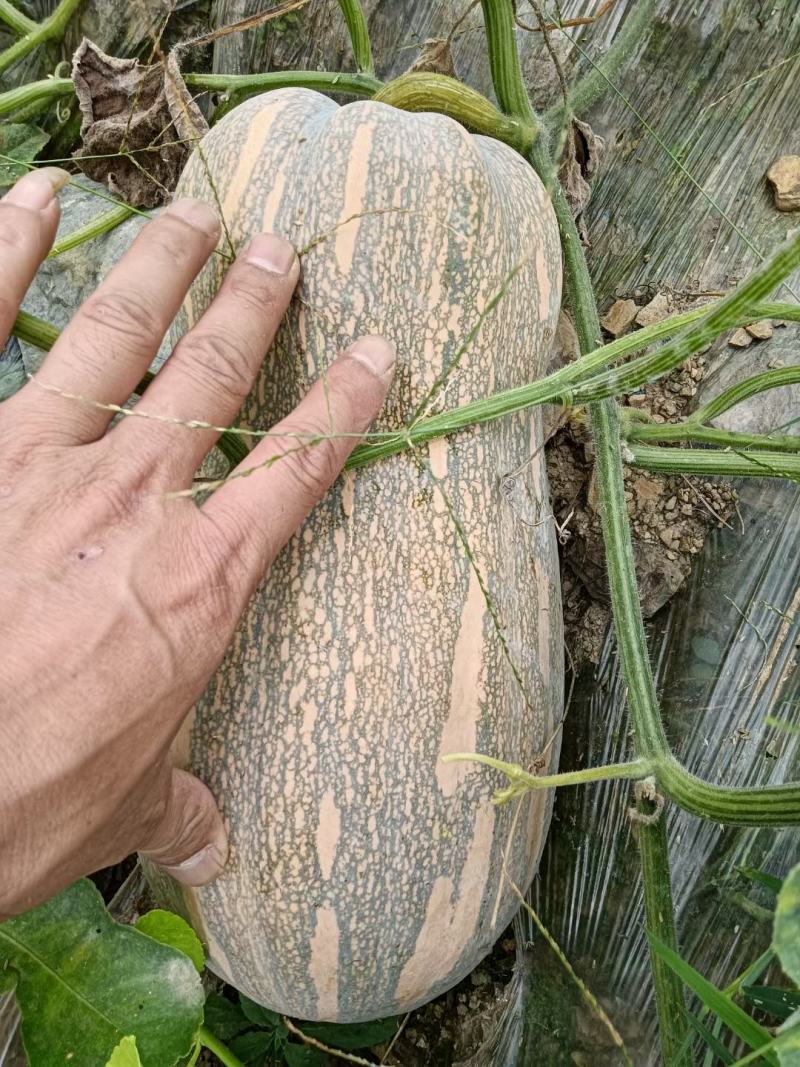 密本南瓜大量上市需要的可以来谈合作了大瓜小瓜都有