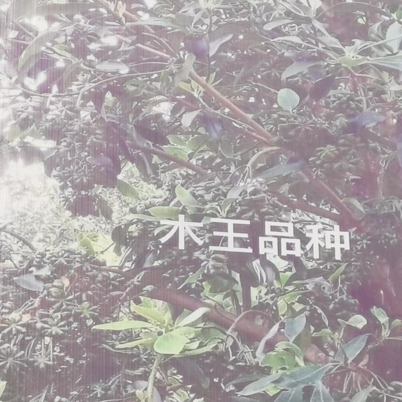 木王嫁接苗八角苗