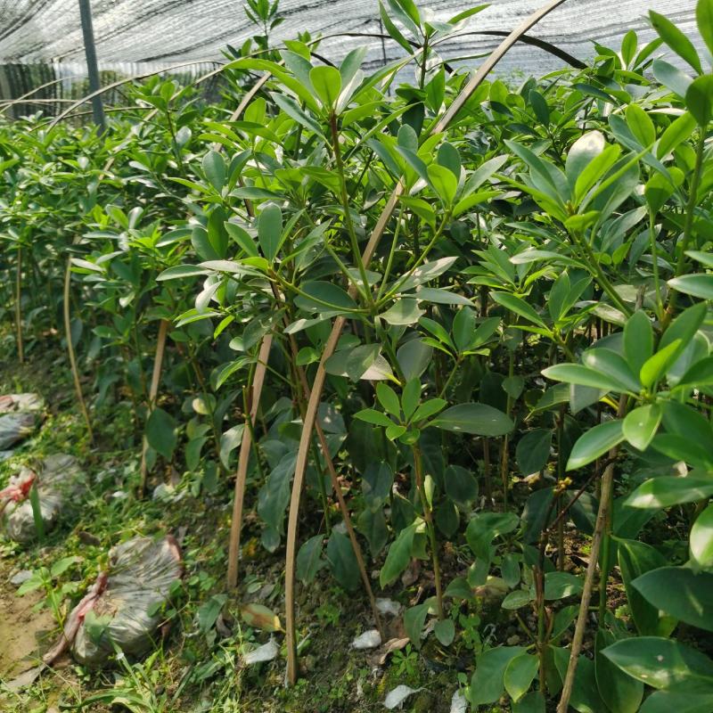 木王嫁接苗八角苗