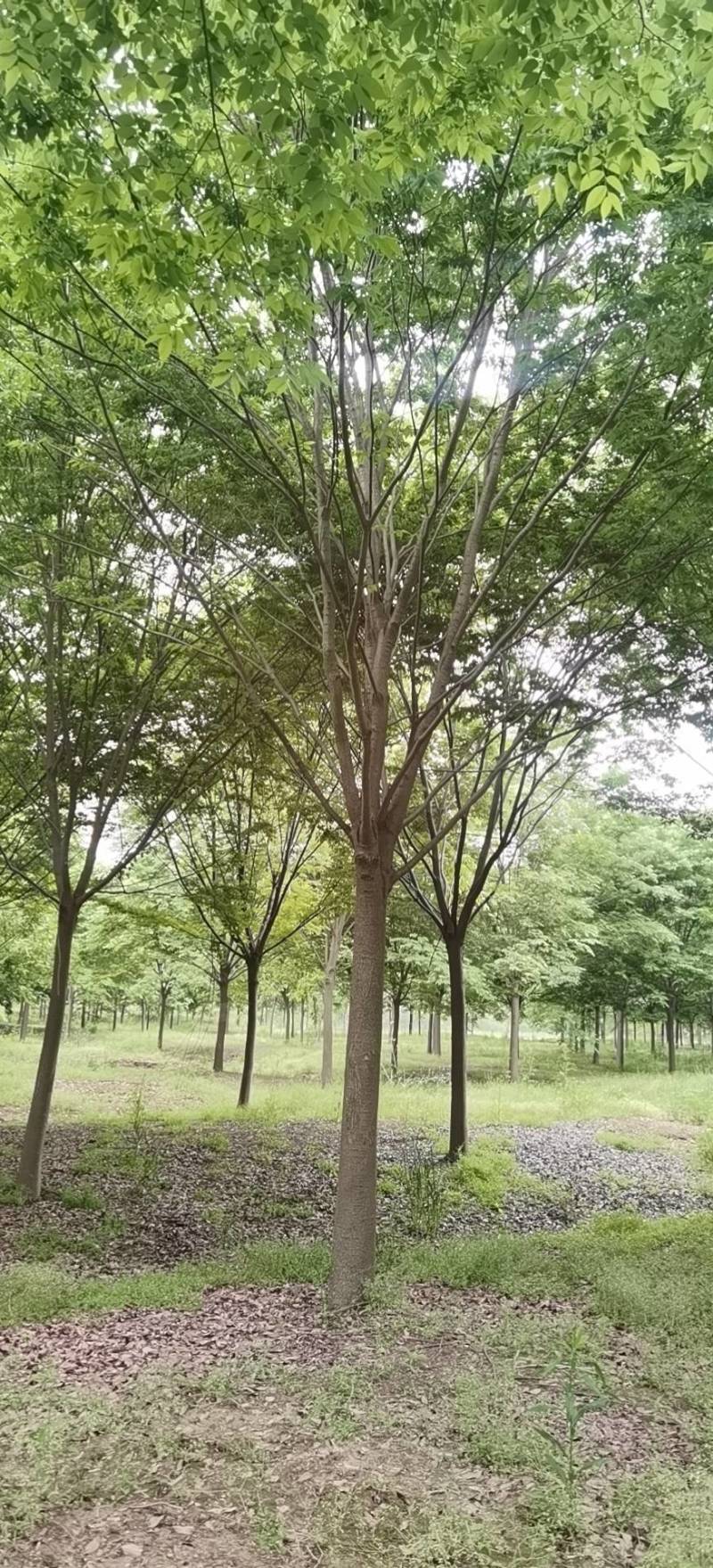 榉树大量供应