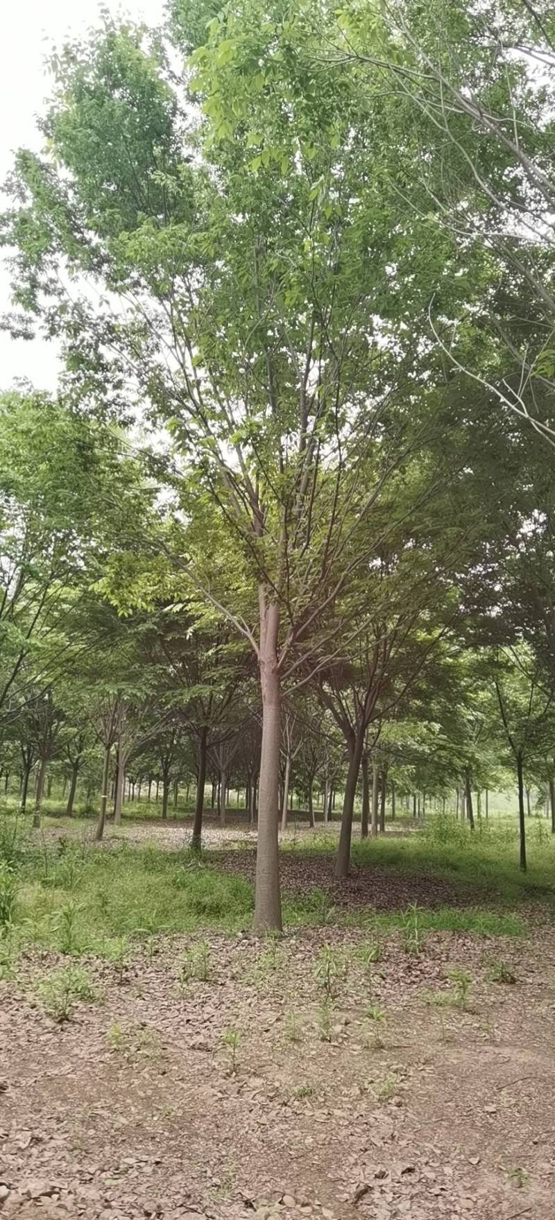 榉树大量供应