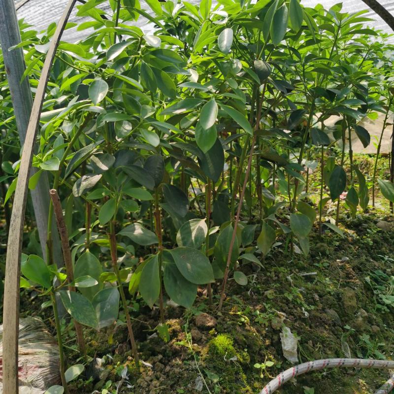 木王嫁接苗八角苗