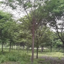 榉树大量供应