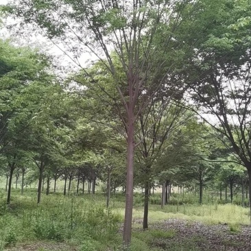 榉树大量供应