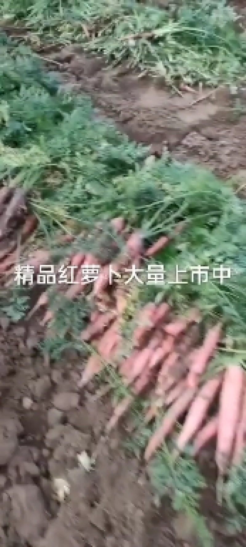 称杆三红胡萝卜