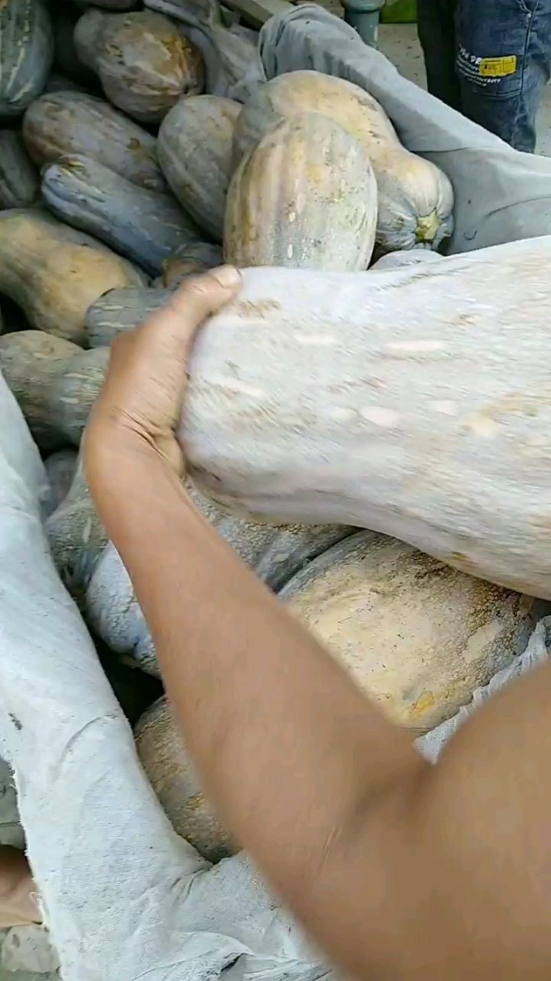 云南马关山地瓜正式上市