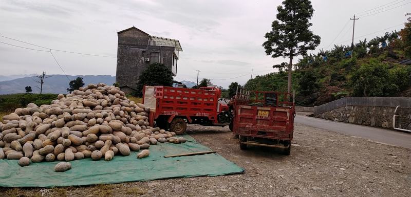 云南马关山地瓜正式上市