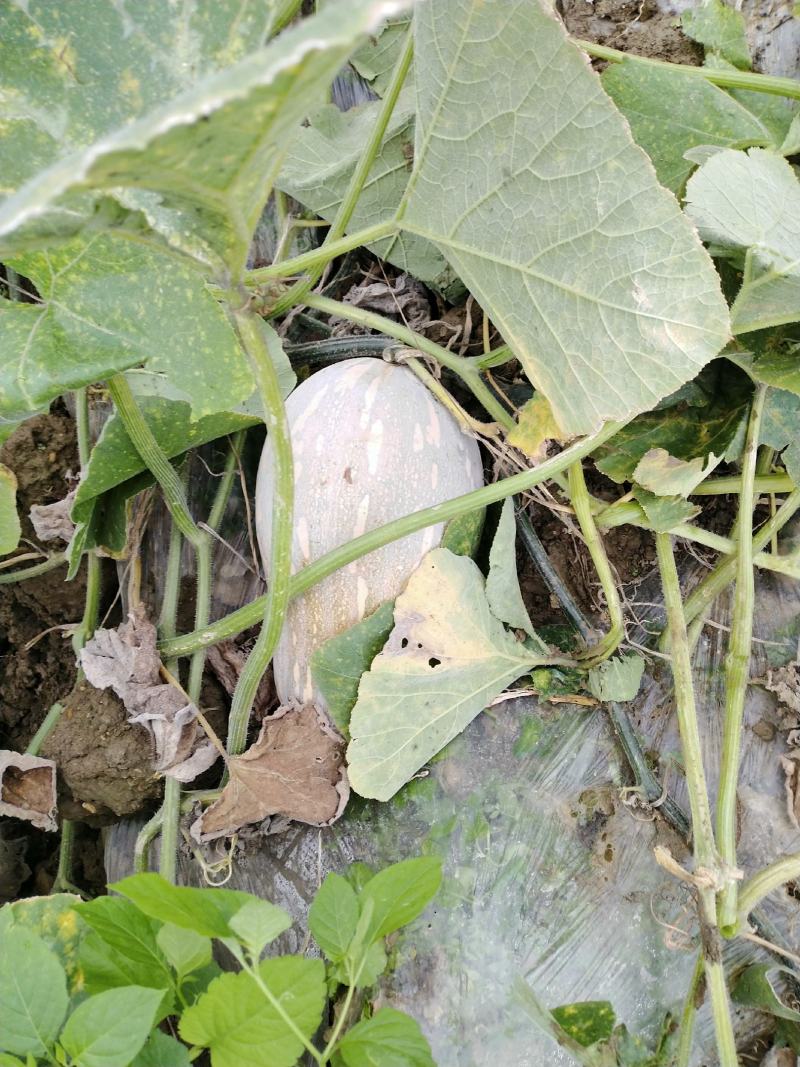 云南马关山地瓜正式上市