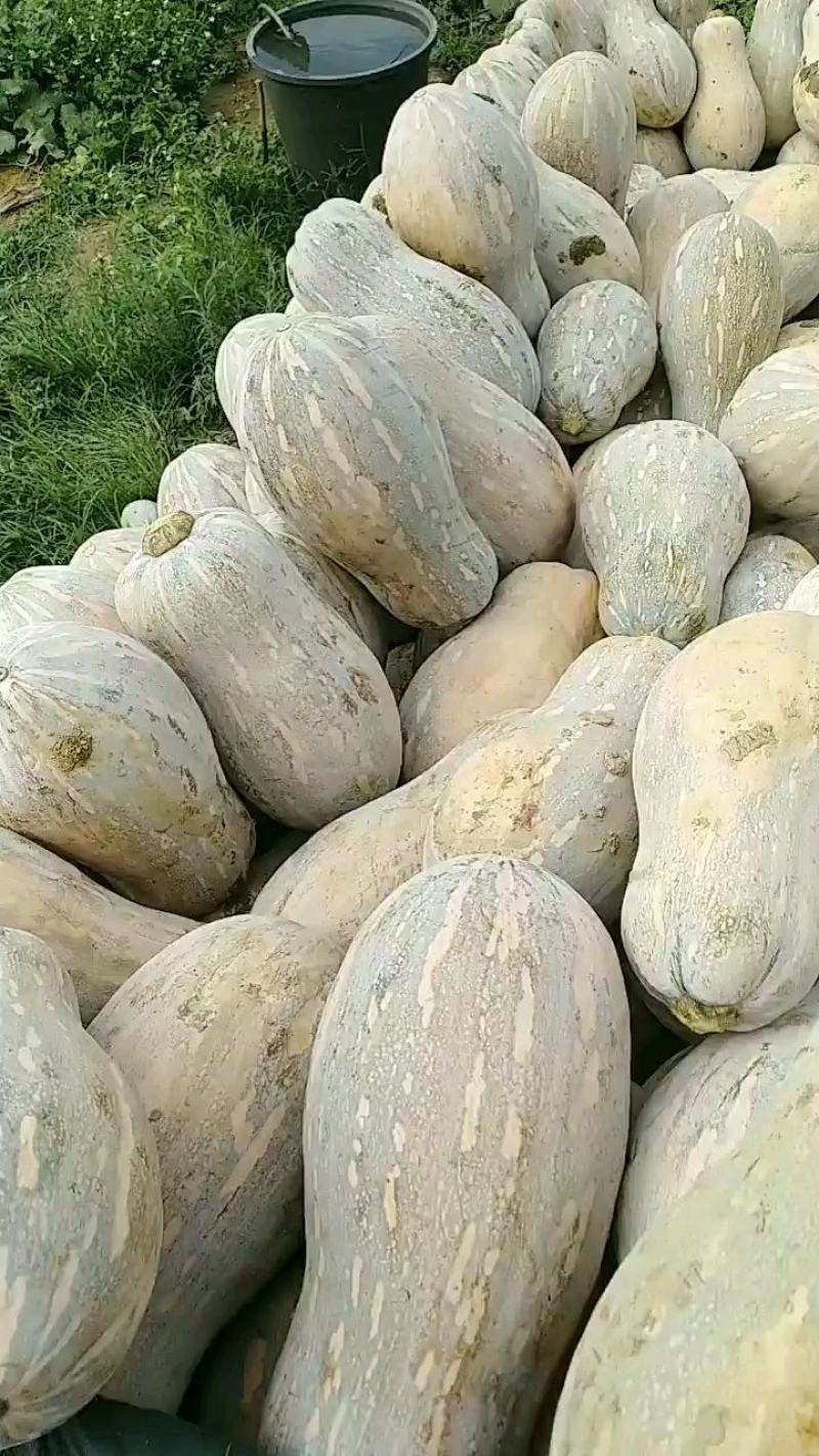 云南马关山地瓜正式上市