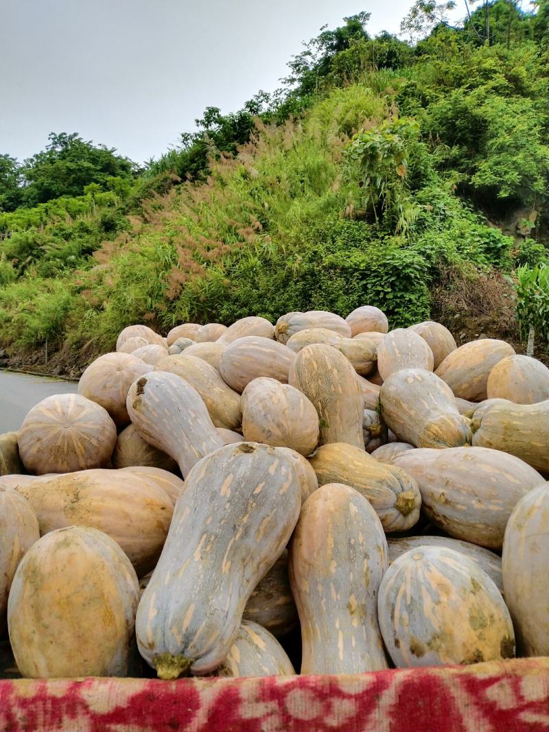 云南马关山地瓜正式上市