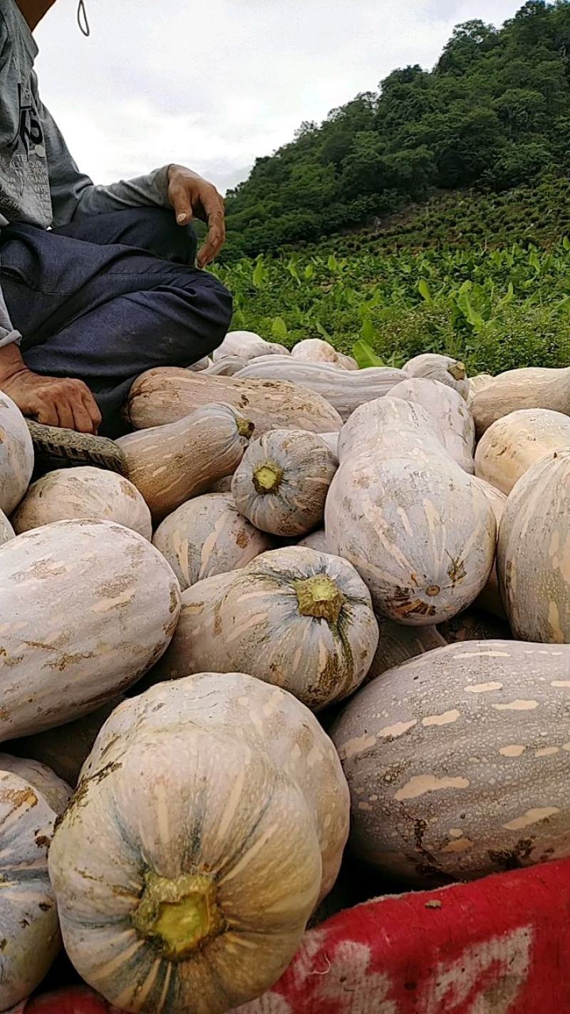 云南马关山地瓜正式上市