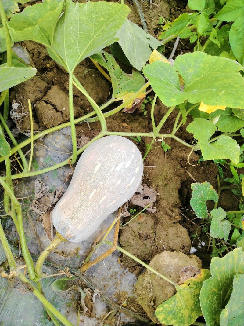 云南马关山地瓜正式上市