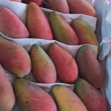 贵妃小台青芒