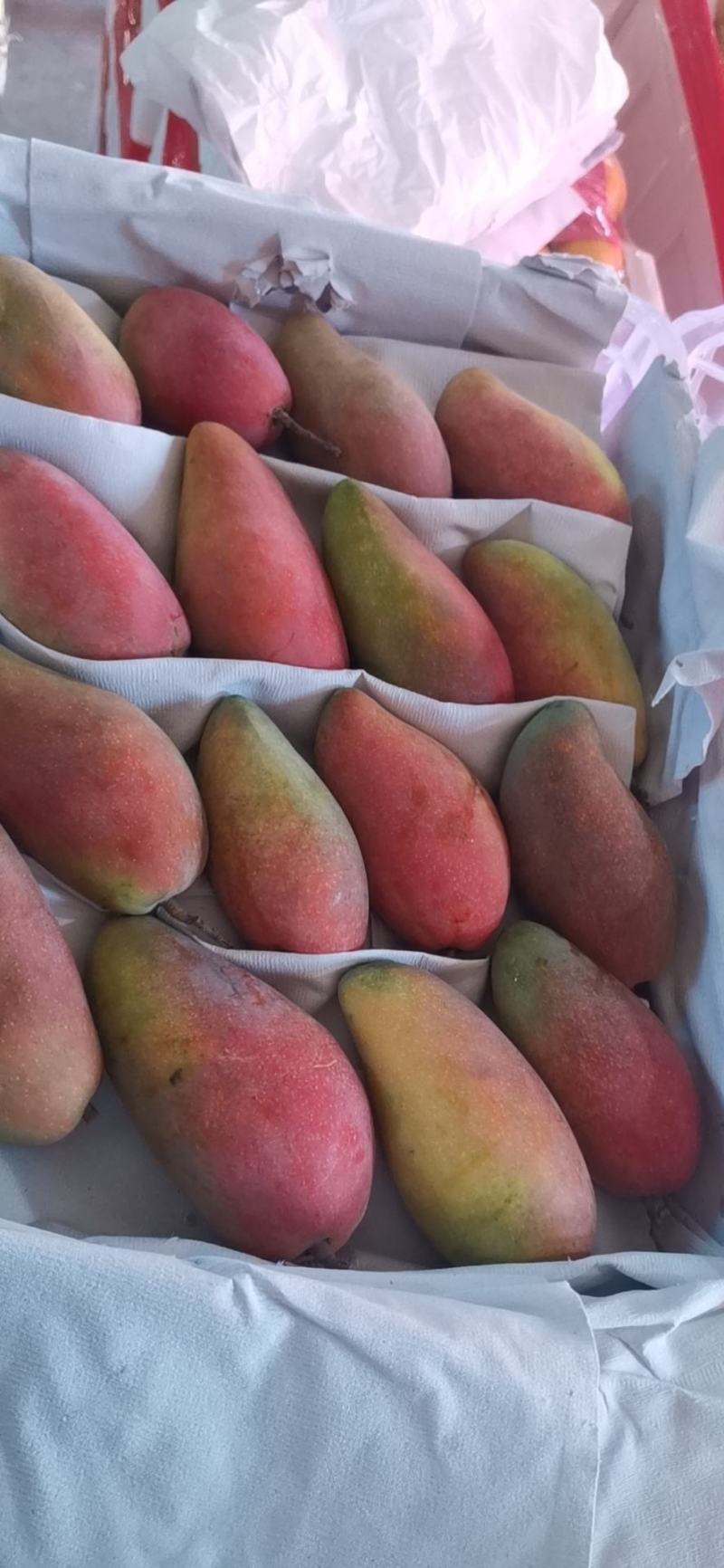 贵妃小台青芒
