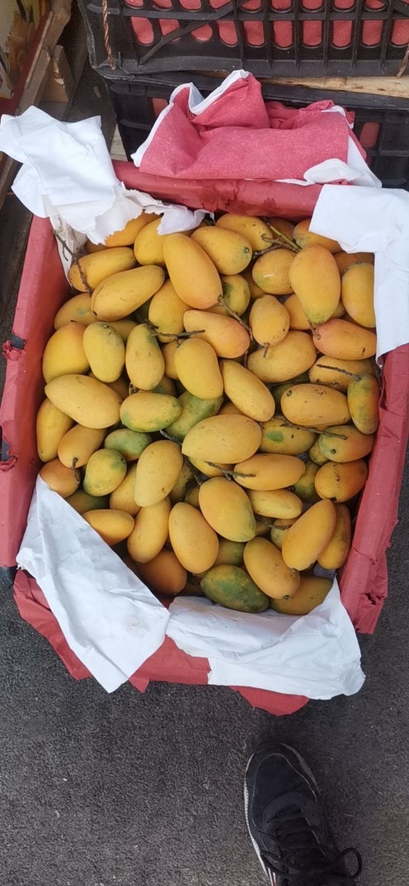 贵妃小台青芒