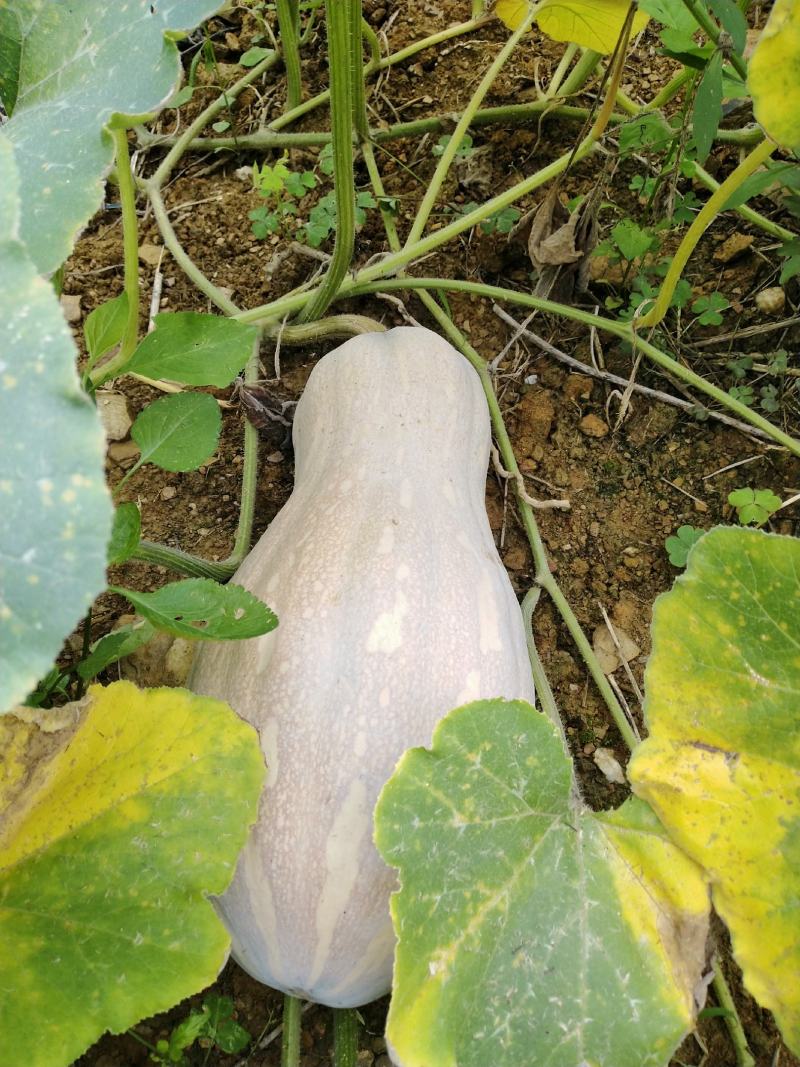云南健康农场山地瓜正式上市