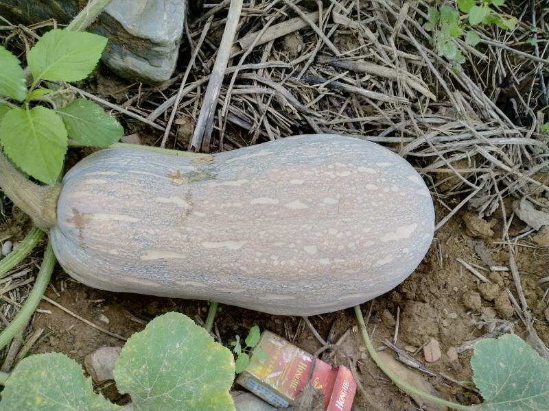 云南健康农场山地瓜正式上市