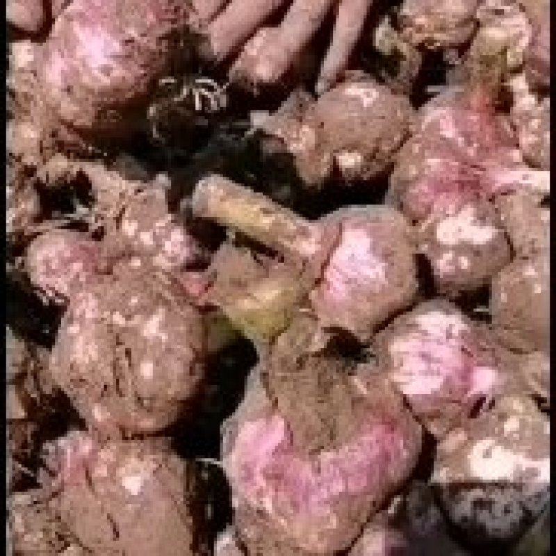 2023河南紫皮鲜蒜，扒皮鲜蒜，土蒜，毛蒜，大量上市！