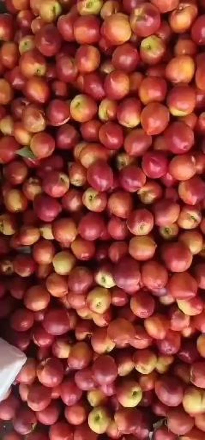 山东万亩大棚油桃大量上市，包冷臧