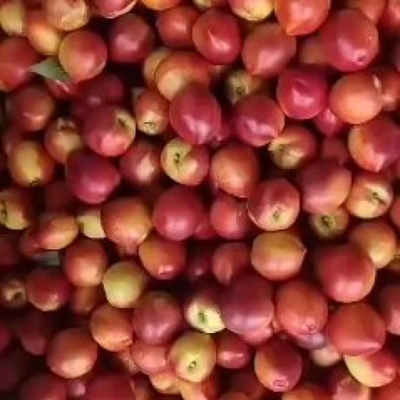 山东万亩大棚油桃大量上市，包冷臧